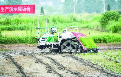南农大研制出电动无人驾驶插秧机