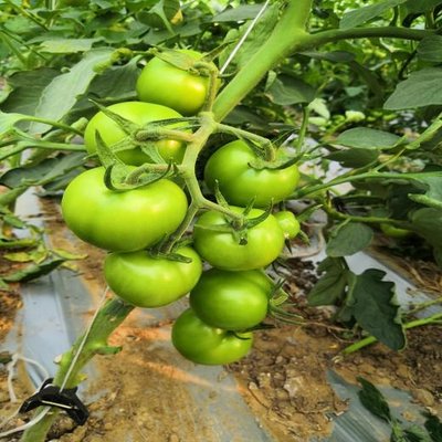普朗克番茄选育4个新品种试种表现优异